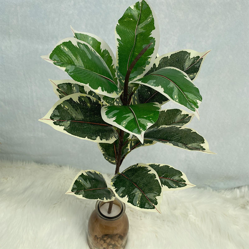 Green Flower rubber tree