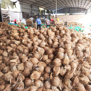 Excelente Máquina Comercial Intelli para Triturar, Pelar y Desfibrar Cáscaras de Coco, Alta Productividad, Fácil Operación - Product Image 4