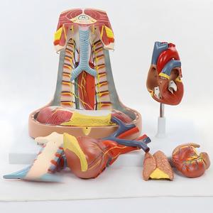 Pleura, Solunum Sistemi, Timus, Diyafram ve Kalp Entegre Anatomi Modeli - Product Image 3