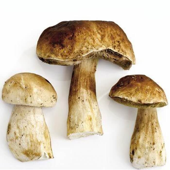 Groothandel Gedroogde Boletus Eduilis Verse Porcini Paddestoel