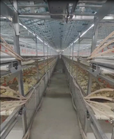 Vente Flash : Poulailler Galvanisé pour Élevage Avicole, Cage à Poulets de Chair Type H avec Système d'Alimentation Automatique pour 10 000 Poulets