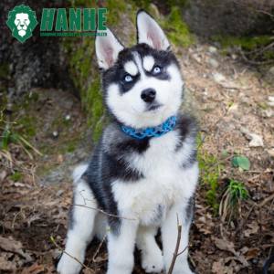 Personalizado de lujo México hecho a mano anudado Tweed doble X encanto tejido trenzado Paracord perro <span class=keywords><strong>Collar</strong></span> para perros pequeños y grandes - Product Image 5