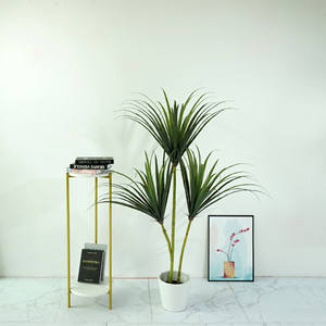 ต้นไซคาดเลือดมังกรเทียม, ต้นไม้สีเขียว, ต้นยางนิ่ม, ตกแต่งห้องนั่งเล่นในร่ม, ตกแต่งหน้าต่าง - Product Image 5