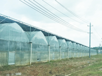 Dernière Technologie Couverture de Serre Monospan pour l'Agriculture Légumière Serre Tunnel Commerciale avec Matériau en Film