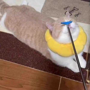 Cat Teaser Extendable Scratch Massager Long Handle Interactive Pet Toy For Cats Boredom Buster Solid Plastic QW2745 - Product Image 4