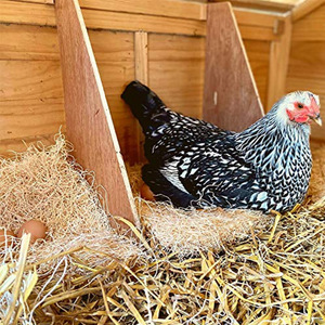 Tapis de nidification pour poules en fibre de coco, carré 13x13 pouces, pour poulailler - Product Image 3