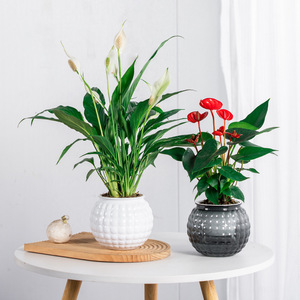 Chậu hoa để bàn ba chiều bằng nhựa dày, trong suốt, tự hút nước, hiện đại Meixuan, 3-6L, bán buôn từ nhà máy - Product Image 2