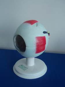 Modello Educativo Avanzato di Vasi Sanguigni e Nervi Umani Ingranditi dell'Occhio e dell'Orbita con Vaso Anatomico dell'Occhio - Product Image 6