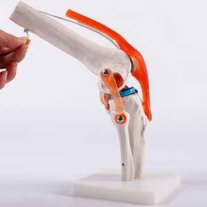 Modelo de articulación de rodilla Artificial de PVC de tamaño real, modelo de esqueleto óseo de ciencia médica anatómica vívida para fines educativos - Product Image 5