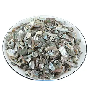 Shi jue ming natural bulk blocks china raw CONCHA HALIOTIDIS Haliotis diversicolor shells for herb