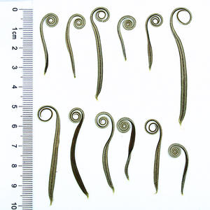 Bouquets <span class=keywords><strong>de</strong></span> feuilles <span class=keywords><strong>de</strong></span> <span class=keywords><strong>palmier</strong></span> sagou séchées écologiques pour souvenirs <span class=keywords><strong>de</strong></span> mariage, décoration <span class=keywords><strong>de</strong></span> gâteaux, arrangements floraux - Product Image 2