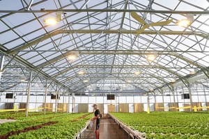 Serre tunnel polytunnel extérieure pour la culture des plantes, serre de jardinage à vendre - Product Image 3