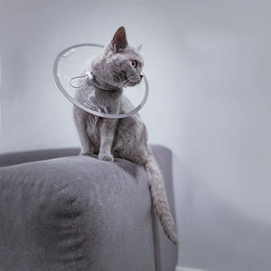 Cono de recuperación de Cirugía de mascotas antimordedura transparente <span class=keywords><strong>Collar</strong></span> isabelino cómodo para perros y gatos para evitar lamer - Product Image 2