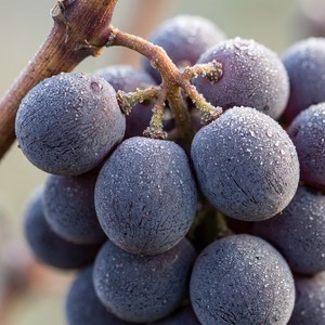 Woohome 8 grappes de vigne artificielle en plastique, raisins décoratifs noirs, accessoires de décoration vintage pour mariage, fruits artificiels pour vin, décorations de fruits factices - Product Image 4