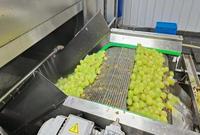 Op maat gemaakte multifunctionele industriële 304 roestvrijstalen tomatenpelschilmachine Commerciële stoomschilmachine voor fruit en groenten