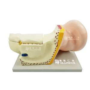 Modèle d'anatomie de l'oreille pour démonstration pédagogique biologique : Oreille humaine, structure du conduit auditif, organes, oreille biologique 6 fois plus grande - Product Image 2