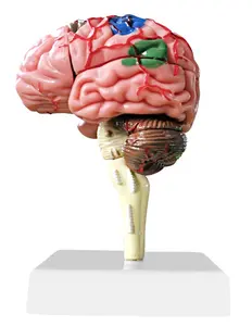 Mini modèle de bricolage du cerveau humain, outils d'apprentissage, taille 4D, nouveau modèle d'enseignement