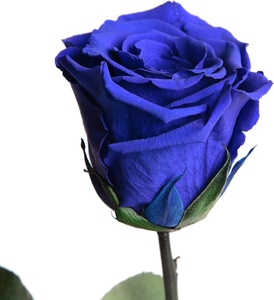 AYOYO Rosa Eterna Blu, Rose Vere Conservate con Stelo Lungo 30-35cm in Confezione <span class=keywords><strong>Regalo</strong></span> per Donne, <span class=keywords><strong>Regalo</strong></span> di <span class=keywords><strong>San</strong></span> <span class=keywords><strong>Valentino</strong></span> 2026 - Product Image 3