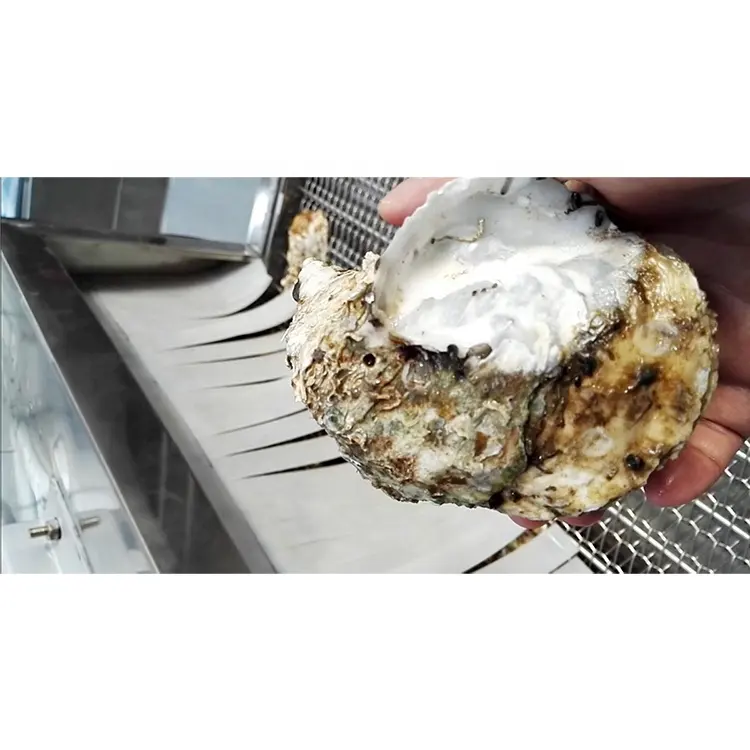 Hochdruck wasserpumpen förderer Spray Aquakultur Reiniger Schalentiere Muscheln Muscheln und Austern entfernungs korn Reinigungs maschine