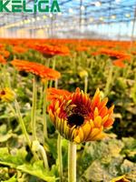 Serre agricole à structure galvanisée à chaud pas cher en usine