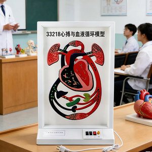 Modelo de Circulación Sanguínea y Latidos Cardíacos Eléctricos DARHMMY, Pantalla Educativa Avanzada para la Enseñanza de Fisiología - Product Image 3