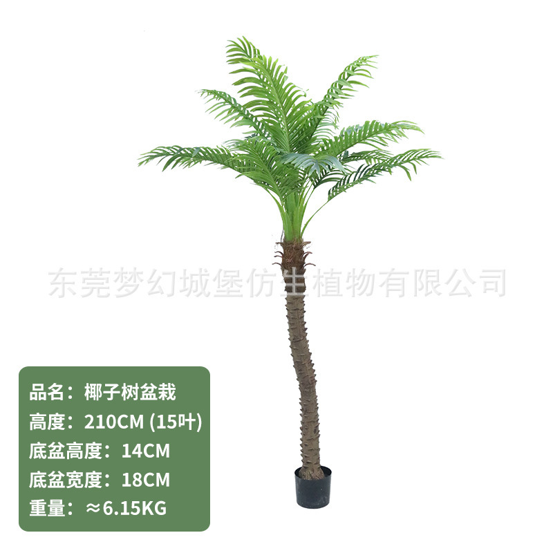 Cocotier 210CM