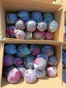 Cây trồng mới Bắp cải đỏ tươi bắp cải tím Chất lượng cao - Product Image 5