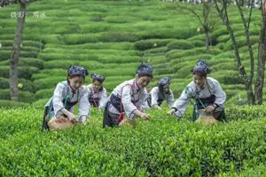 Té Oolong estándar Chino de grado superior de la UE, cuidado saludable, hojas sueltas, Dahongpao, túnica roja grande, Té de roca Wuyi de Fujian, China