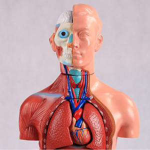 A1047 PVC 42cm 18 pièces Modèle de torse anatomique <span class=keywords><strong>asexué</strong></span> pour la science médicale Modèle anatomique réaliste du corps <span class=keywords><strong>humain</strong></span> - Product Image 4