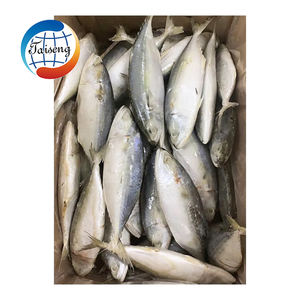 Peixe Cavala Indiana Congelado Inteiro de Alta Qualidade Grau A+ BQF IQF China Atacado em Promoção - Product Image 5