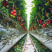 Kit de serre agricole commerciale GT Tomato, cadre en plastique, film plastique, serre multi-spans à vendre