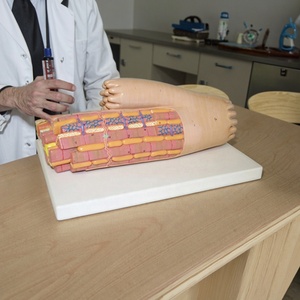 Modelo de Tejido Muscular Cardíaco Humano, Modelo de Microestructura del Miocárdio Altamente Detallado para Educación y Entrenamiento Médico, con ISO y CE - Product Image 5