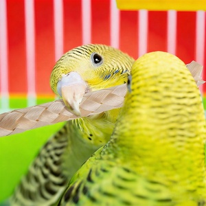 <span class=keywords><strong>Jouet</strong></span> interactif durable en bambou tressé pour perroquet et <span class=keywords><strong>hamster</strong></span>, accessoire de <span class=keywords><strong>cage</strong></span> anti-ennui, <span class=keywords><strong>jouet</strong></span> à mâcher pour oiseaux - Product Image 5