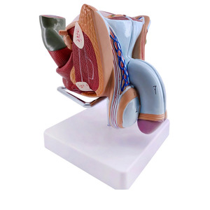 Modèle d'<span class=keywords><strong>organe</strong></span> masculin externe <span class=keywords><strong>humain</strong></span>, anatomie médicale, YuanHang YH-D031d, 5 parties détachables - Product Image 6
