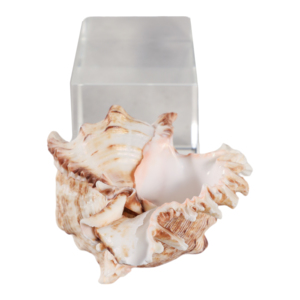 Scultura decorativa a forma di conchiglia su base di cristallo per decorazioni per la casa, statuetta per bagno, ufficio, soggiorno. - Product Image 6
