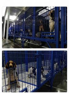 <span class=keywords><strong>Cage</strong></span> extérieure robuste en acier soudé renforcé pour grands chiens, idéale pour l'élevage et les fermes canines - Product Image 6