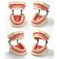 Yunou - Juego de 28 Piezas de Modelo de Esqueleto de Maniquí Dental para Entrenamiento, Dientes y Encías Suaves de Resina, para Estudios de Ciencias Médicas