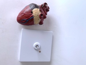 Modelo de anatomía visceral Animal para enseñar a perros, <span class=keywords><strong>Dirofilaria</strong></span> visceral patológica Immitis, modelo anatómico de corazón de perro - Product Image 5