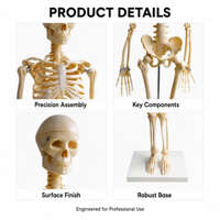 Modelo de Esqueleto Humano de PVC de 85 cm con Articulaciones Móviles y Soporte para Escuelas de Enfermería y Educación Médica