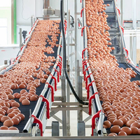 Système d'élevage de poulets à grande échelle de type H avec cage automatique en acier galvanisé pour la production d'œufs