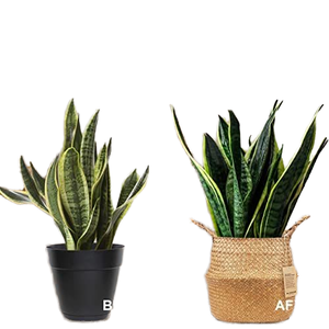 <span class=keywords><strong>Grand</strong></span> panier moderne en osier tissé <span class=keywords><strong>pour</strong></span> l'intérieur <span class=keywords><strong>Pot</strong></span> d'<span class=keywords><strong>olivier</strong></span> artificiel <span class=keywords><strong>de</strong></span> 9 à 10 pouces Pots <span class=keywords><strong>de</strong></span> fleurs <span class=keywords><strong>de</strong></span> 9 à 10 pouces Jardinières <span class=keywords><strong>de</strong></span> plantes artificielles - Product Image 4