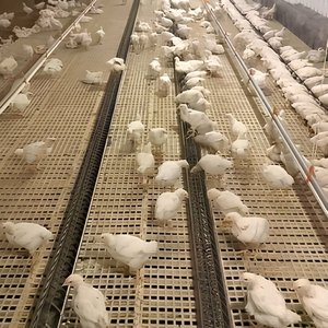 Sistema di Alimentazione Automatico a Catena per Polli, Galline <span class=keywords><strong>e</strong></span> Pollame da Allevamento - Product Image 3