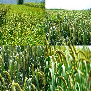 Tembotrione Bloccante della Biosintesi dei Carotenoidei Effetto Sbiancante per la Vegetazione Modalità di Azione Unica Strumento per la Gestione della Resistenza - Product Image 4