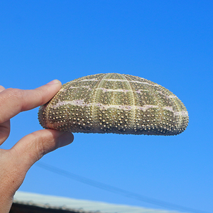 クリエイティブなDIY装飾標本卸売 ホームデコレーションアクセサリー 鉢植え 小さな植木鉢 ウニの殻 - Product Image 3