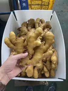 2023 Crop Hot Sale Chinese Mature Ginger Fresh Ginger Export Organic Air Dried Ginger Supplier