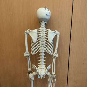 Esqueleto Humano Gigante de 60 Polegadas em Tamanho Real para Decoração de Halloween com Juntas Posicionadas - Product Image 4