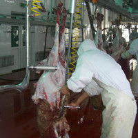 Machines d'abattoir de chine, équipement d'abattoir pour projet clé en main ligne d'abattage de moutons