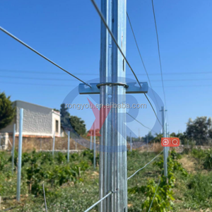 Poteaux croisés galvanisés à chaud de haute qualité pour vignobles et vergers de pommes - Product Image 6