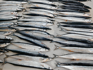 Saury Congelé de Qualité Supérieure, Processus BQF/IQF, Riche en Oméga-3, pour Vente en Gros et Approvisionnement en Vrac <span class=keywords><strong>à</strong></span> Prix Réduit - Product Image 1