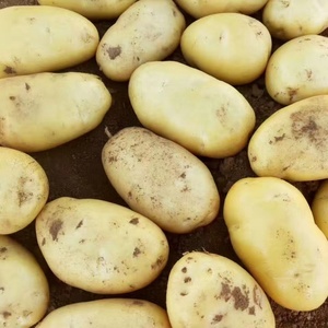 Haute qualité nouvelle récolte chine exportation hollande frais graines <span class=keywords><strong>de</strong></span> <span class=keywords><strong>pomme</strong></span> <span class=keywords><strong>de</strong></span> <span class=keywords><strong>terre</strong></span>/graines prix <span class=keywords><strong>à</strong></span> vendre - Product Image 3